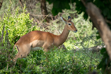 Naklejka na ściany i meble Female impala looks at camera among bushes