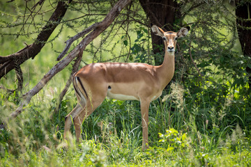 Female impala in profile standing by tree