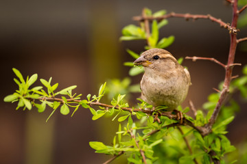 Female house sparrow on branch facing left