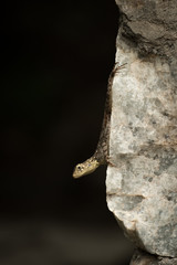 Female agama lizard clinging to stone wall
