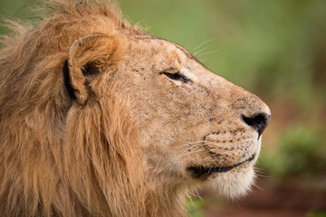 Close-up of male lion head in profile