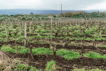 Fototapeta na wymiar biodinamic vineyard in Sicily