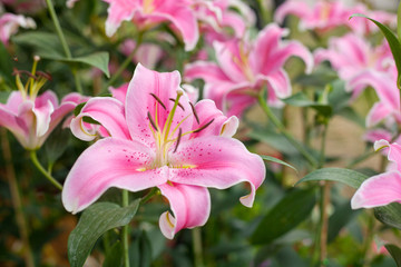 Lilly pink color Flower in garden.