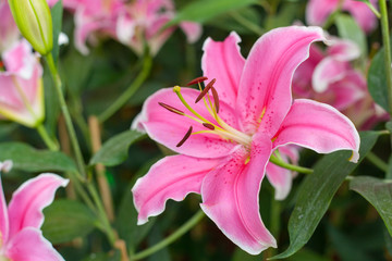 Naklejka na ściany i meble Lilly pink color Flower in garden.