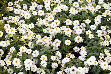 White color flower in garden.