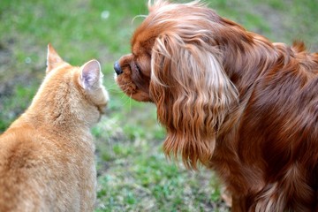 Cute dog with rusty kitten together friends