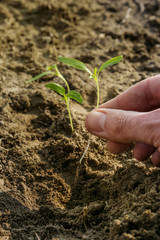  Planting young paprika plant in the garden
