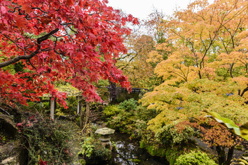 Acer Palmatium trees with red and orange foilage during autumn at the Japanese Gardens, Irish National Stud, Kildare