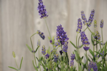 detail of a violet lavender flower with wood wall background