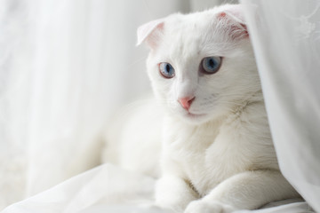 Cute white kitten on the white background