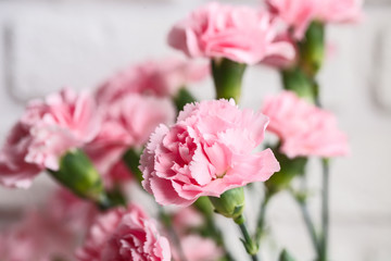 Obraz premium bouquet of pink spray carnations. Closeup. On white brick wall background