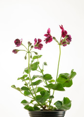 pelargonium in the pot