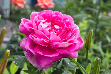 flowers in the summer garden