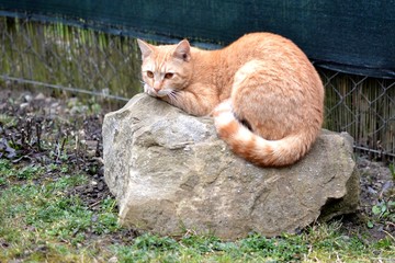 Rusty cat lying on big stone in the garden 