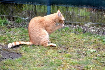 Rusty cat sitting and washing its paws 