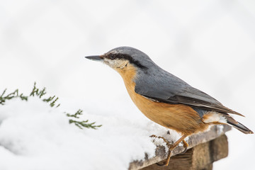 Kleiber im Winter