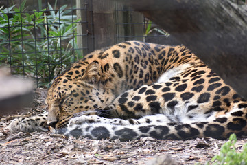 photo of the leopard resting after eating