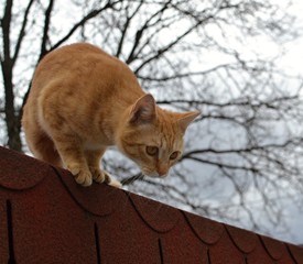 Cute rusty kitten just about to jump from the roof