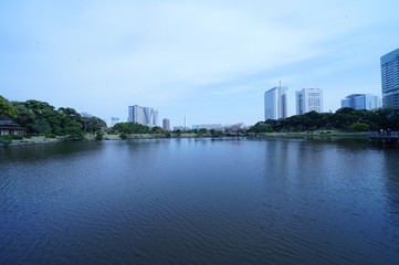 浜離宮庭園の春