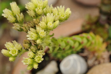 Detail of the colorful flowers of a Succulent plant