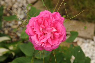 Detail of a pink rose flower in summer