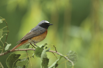 Fototapeta premium rouge queue à front blanc
