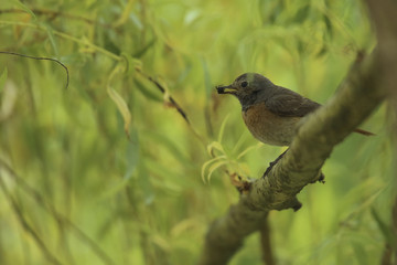 rouge queue à front blanc