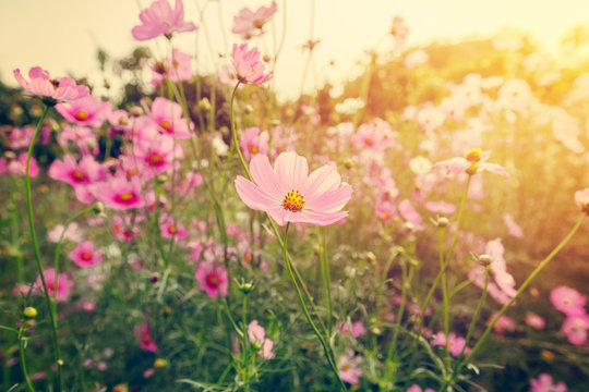 field cosmos flowre and sunset with vintage tone. © tortoon