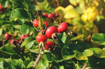 Red Rose hip fruit 