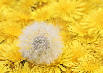 white fluffy ball with seeds lies on a beautiful natural background of a multitude of fluffy yellow dandelion flower heads