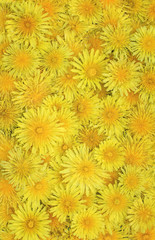 beautiful natural vertical background of many fluffy yellow dandelion flower heads cover
