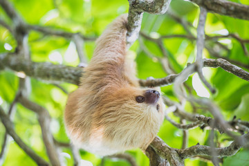 Cute baby sloth in Costa Rica © Fabiano