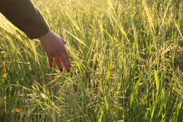 Close up of a woman's hand touching golden grass during sunset