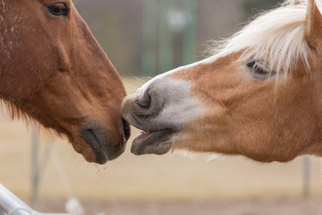 zwei Pferde lernen sich kennen
