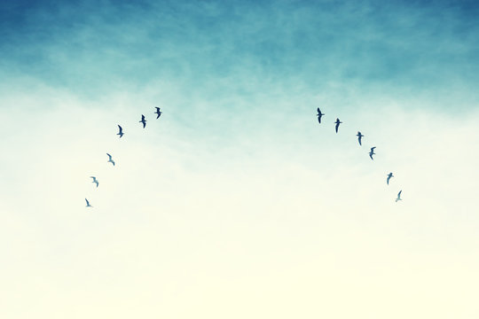 surreal enigmatic picture of flying birds . minimalism and dream concept