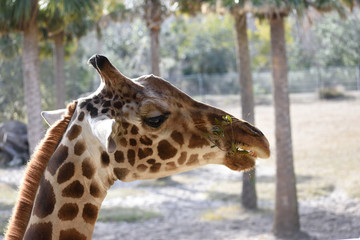 photo of the giraffe looking for something