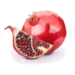 Pomegranate fruit illustration