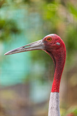 The sarus crane is easily distinguished from other cranes in the region by the overall grey colour and the contrasting red head and upper neck.