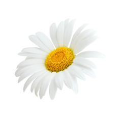 One chamomile as package design element