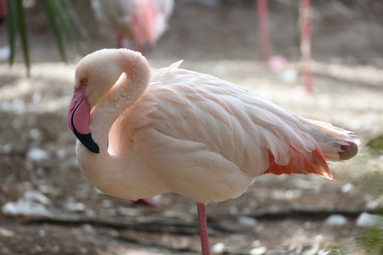 photo of a pink flamingo sleeping standing