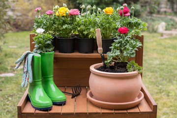 Spring flower planting