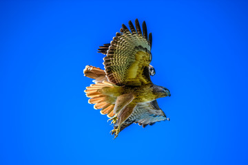 Redtail Hawks mating in flight