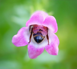 macro shot of the back end of a bee inside a flower gathering pollen and nectar