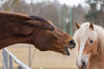 zwei Pferde lernen sich kennen