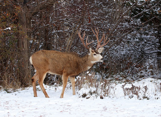 Fototapeta premium beautiful buck with large antlers