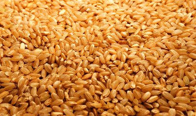 Brown rice background texture, yellow wild long grain natural rice, jasmine rice closeup