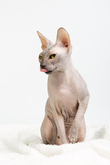 Bold sphinx cat with green eyes licking itself on white background