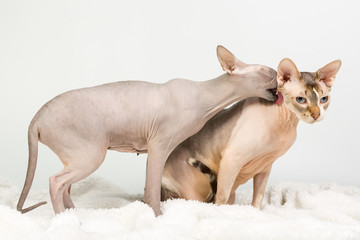 Two bold sphinx cats washing and licking itself on white background