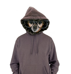 studio shot of a cute chihuahua with glasses and a hoodie on isolated on a white background