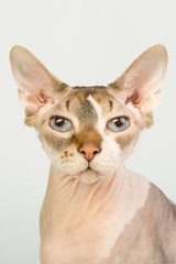 Bold sphinx cat with blue eyes close studio portrait looking at camera